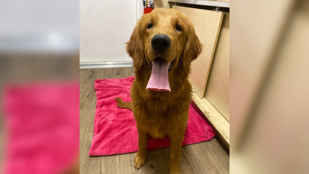 golden retriever with tongue out