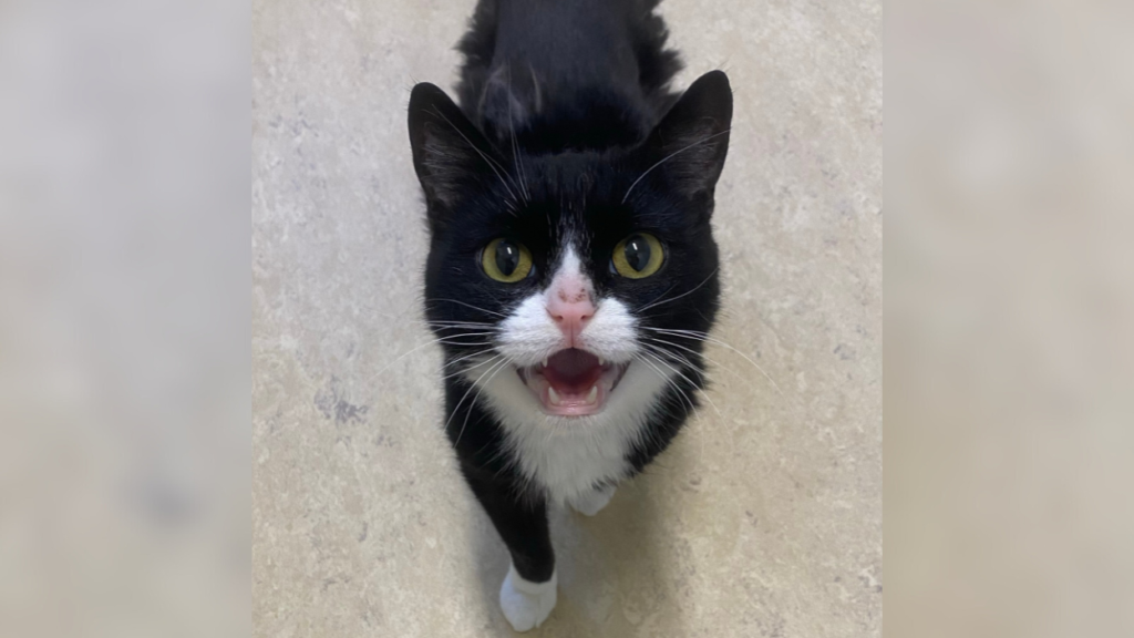 black and white cat meowing