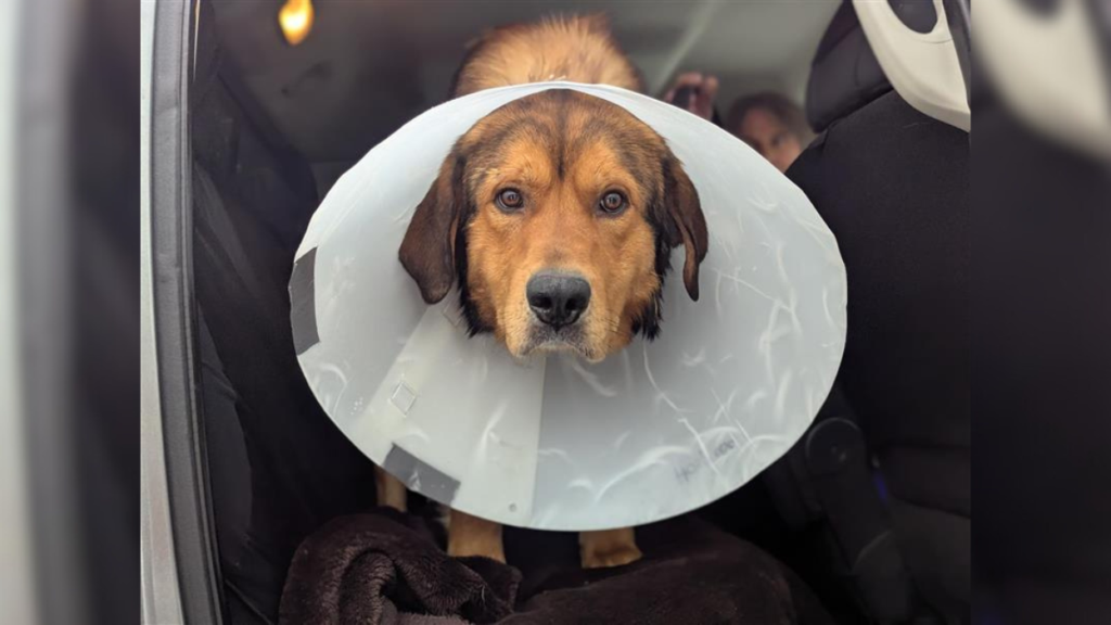large shepherd mix wearing cone