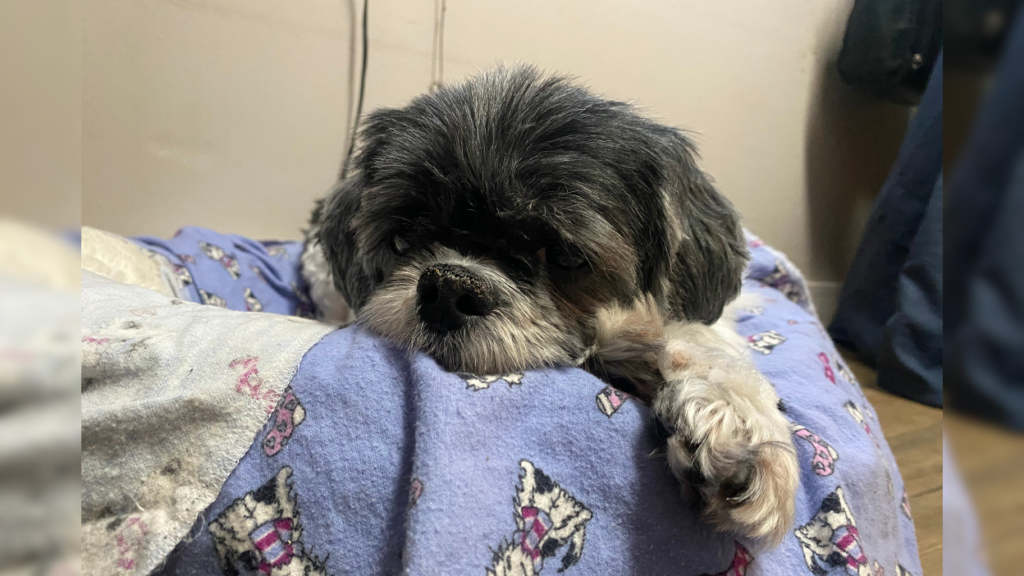small grey and white dog laying on bed