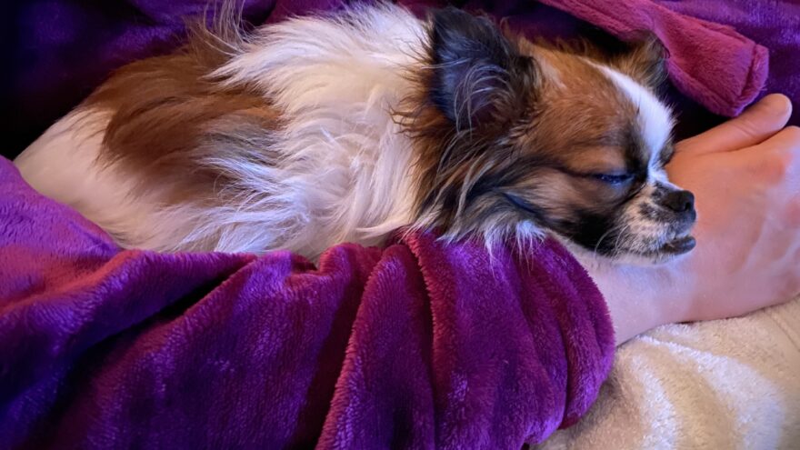 small brown and white dog laying in arm