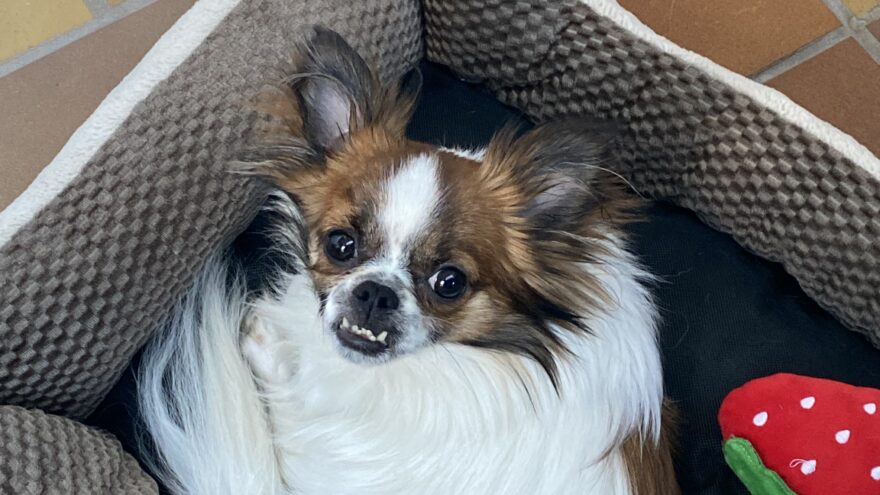 small white and brown dog laying in bed