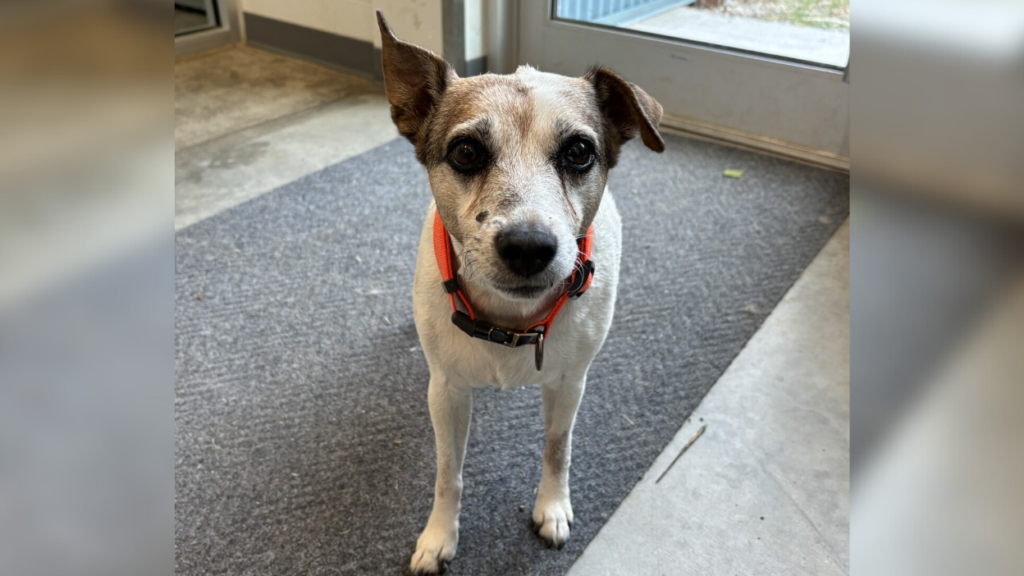small jack russel mix dog