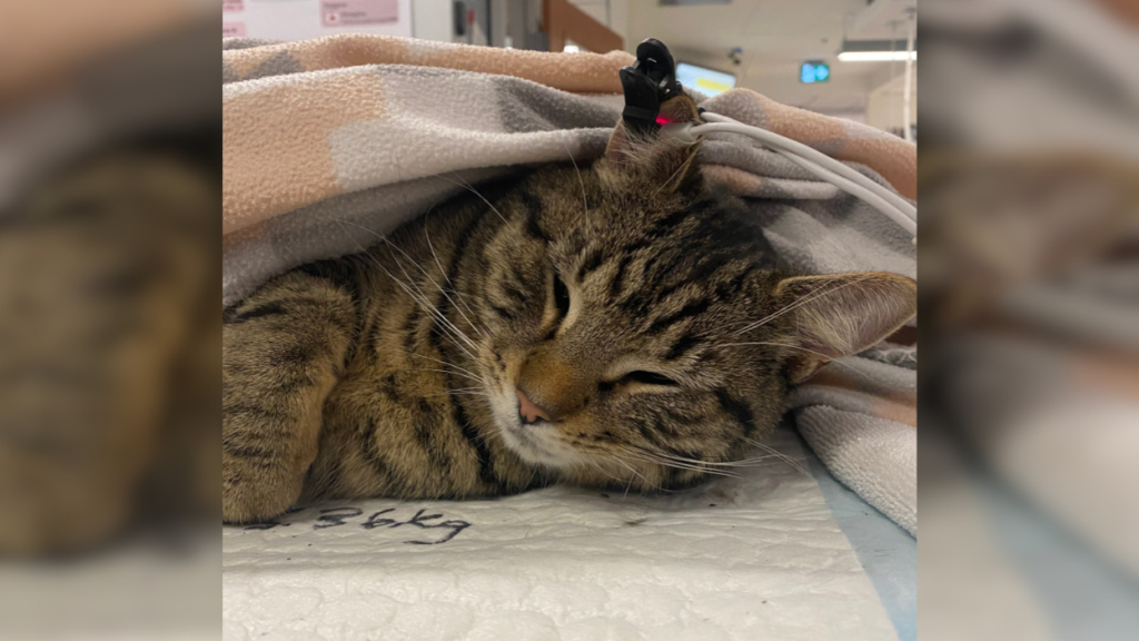 tabby cat resting at vet wrapped in blanket