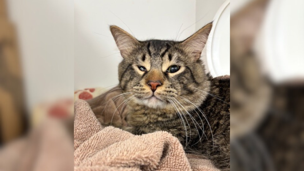tabby cat with eye issues