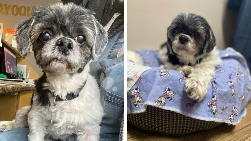 two images of white and grey shih tzu dog