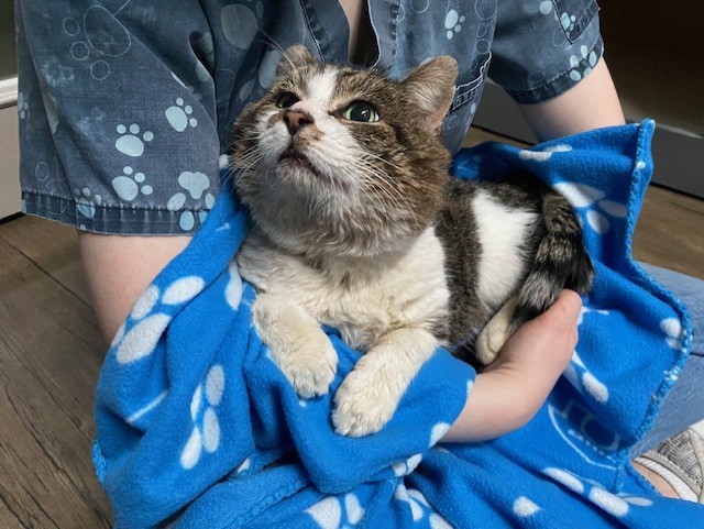 cat held in blanket