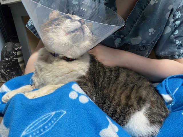 cat on lap wearing cone looking up