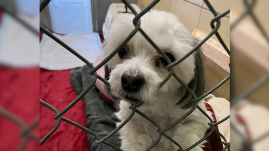small white dog looking through kennel door