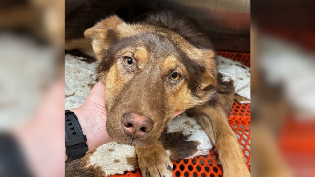 brown shepherd mix laying on blanket, resting chin on a hand