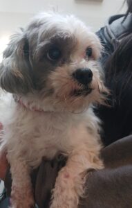 small grey and white senior dog