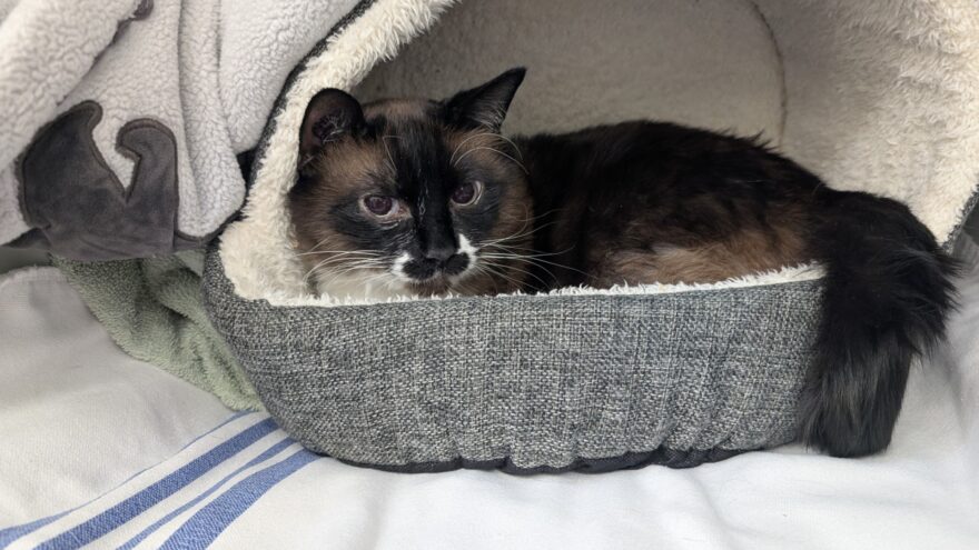 seal point cat curled up in bed