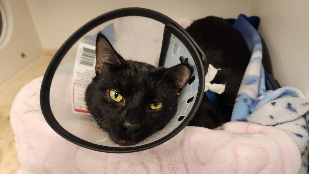 black cat with yellow eyes laying on fleece blanket wearing a cone