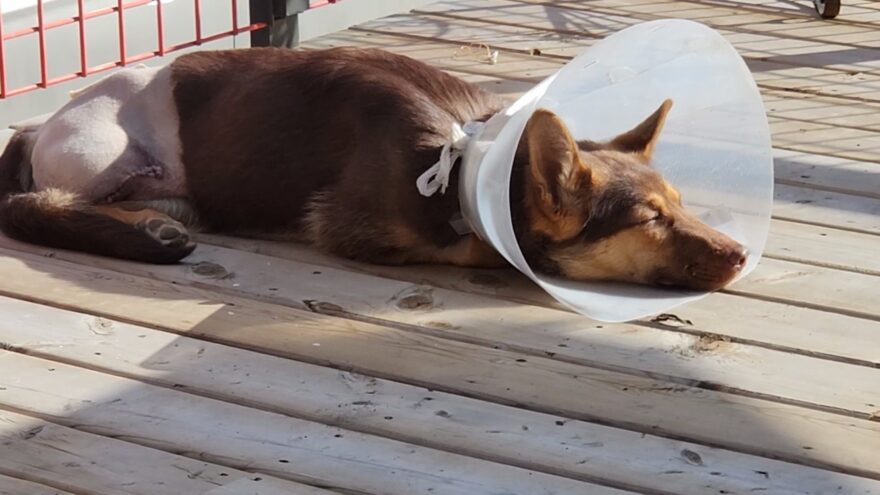 shepherd mix dog sunbathing on deck wearing large cone
