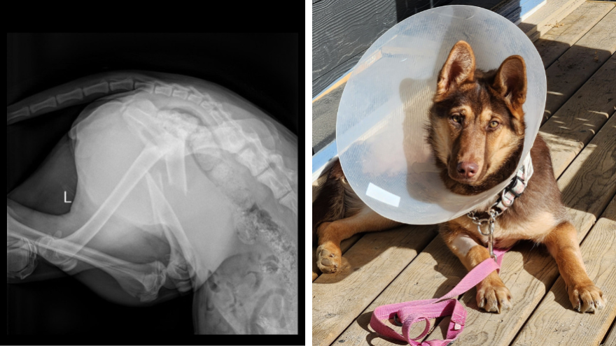 two images, x-ray showing break in leg, and shepherd mix dog laying on deck wearing large cone