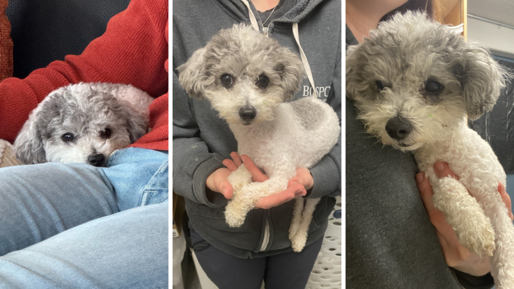 three images of a grey and white toy poodle