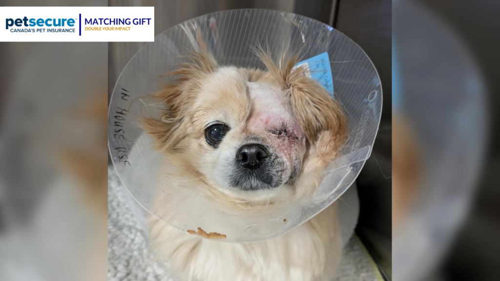 small beige one-eyed dog with stitches where left eye used to be wearing a cone