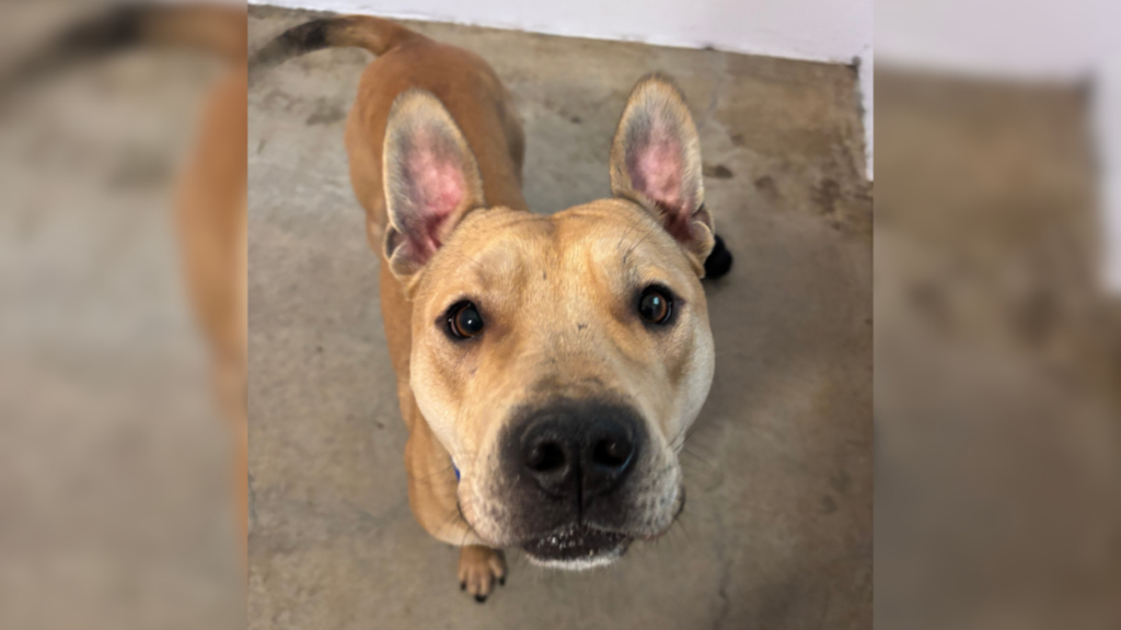 tan dog with black muzzle and pink pointy ears