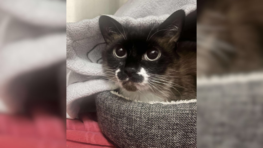 seal point cat with dilated pupils hiding curled up in bed