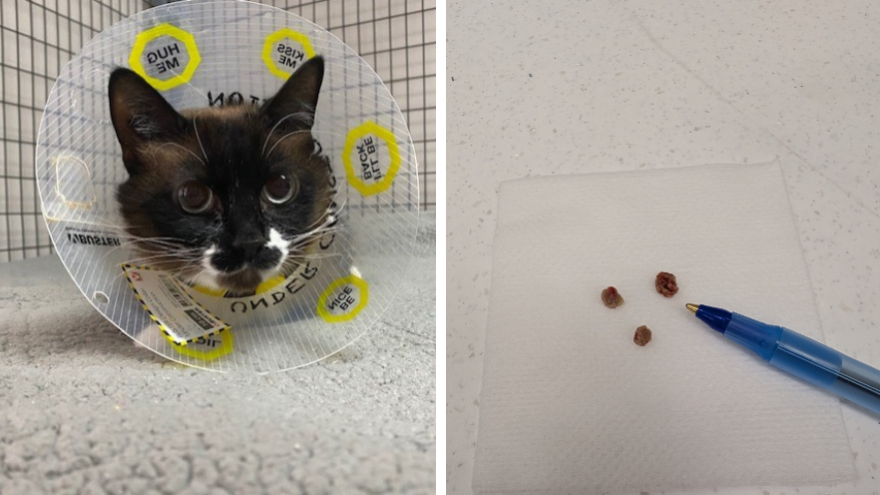 two images, seal point cat wearing cone, and 3 small bladder stones