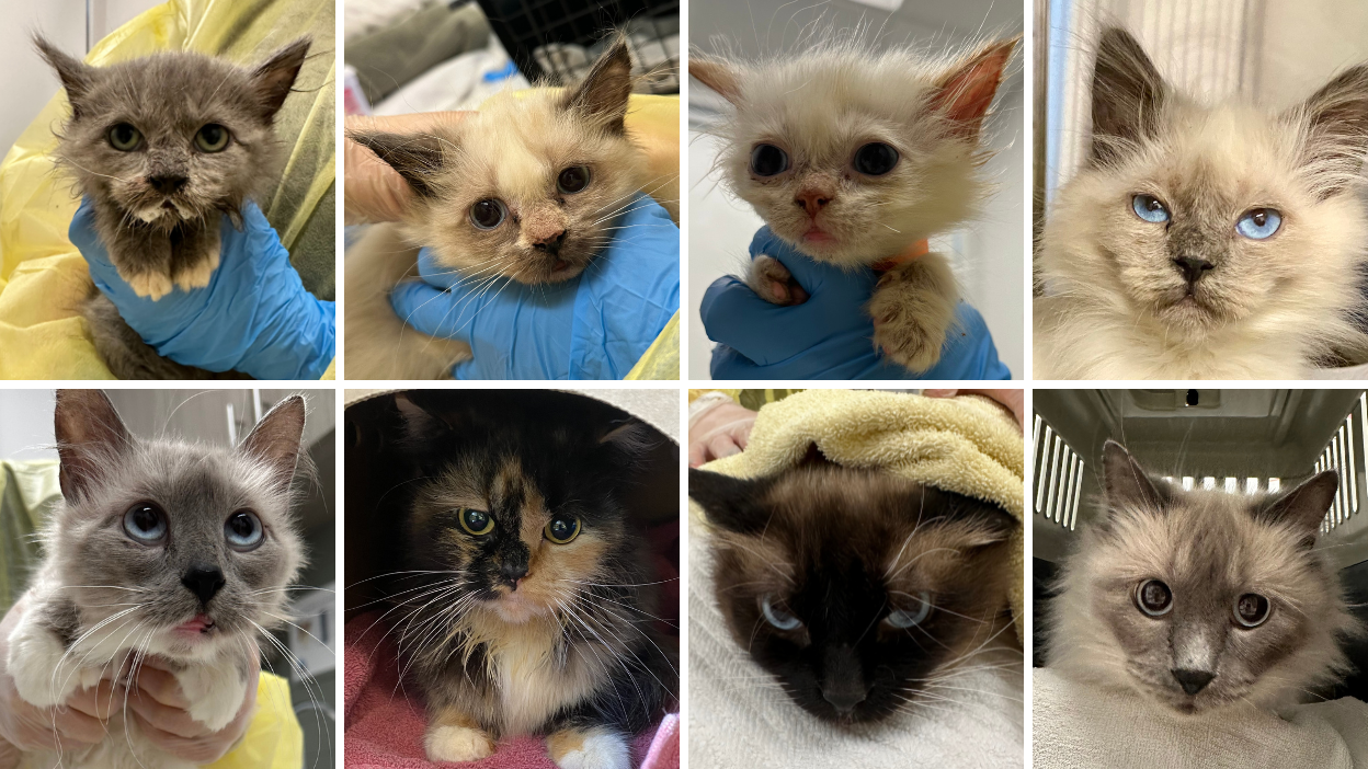 Ragdoll cats and kittens - BC SPCA - Medical Emergency