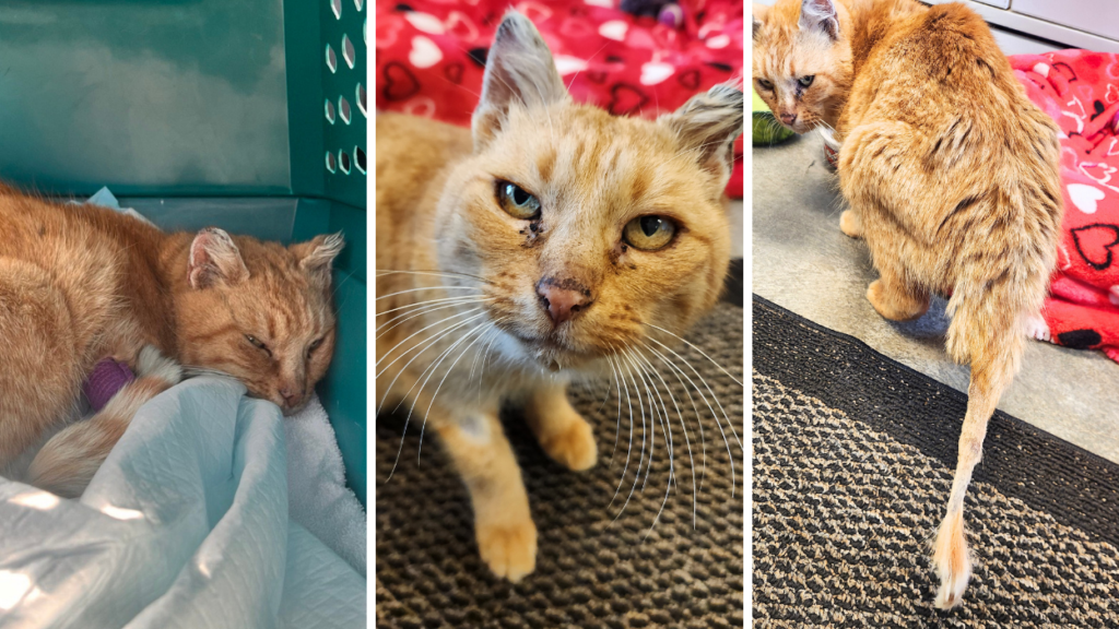 three images of skinny orange tabby cat
