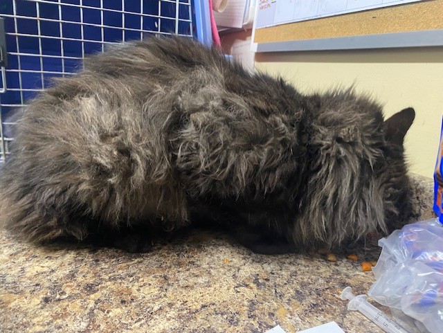 matted long haired black cat