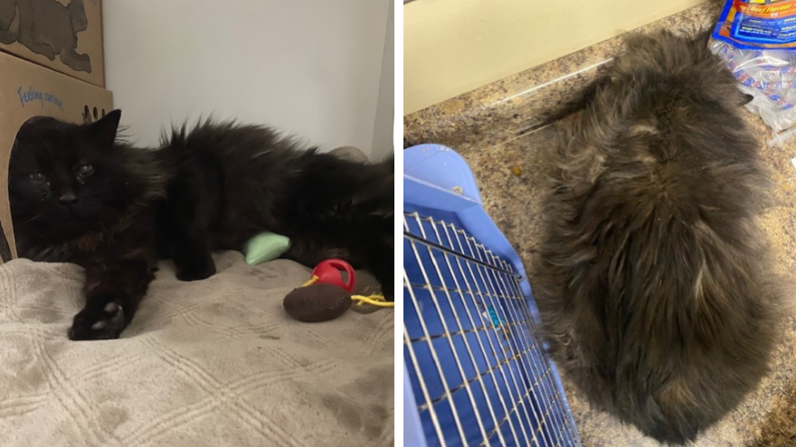 two pictures of a matted long haired black cat