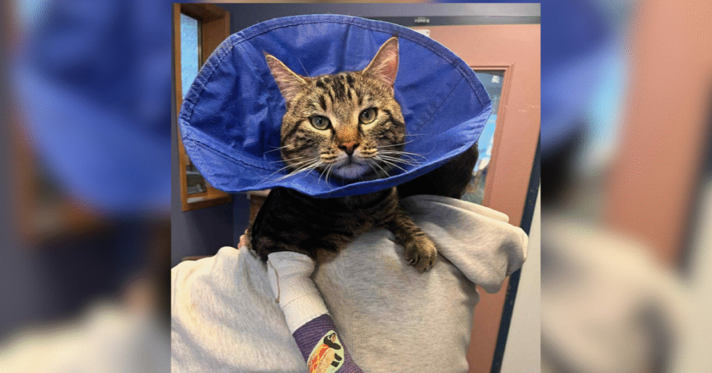 Tabby cat wear blue cone being held