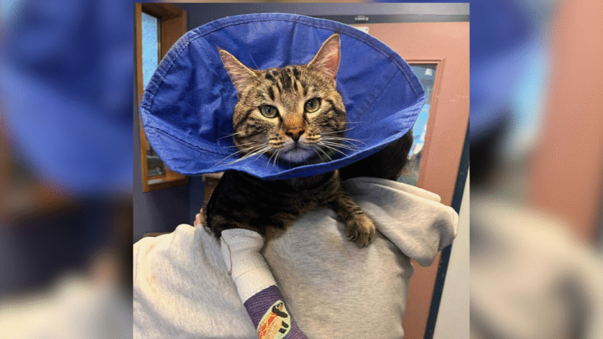 Tabby cat wear blue cone being held