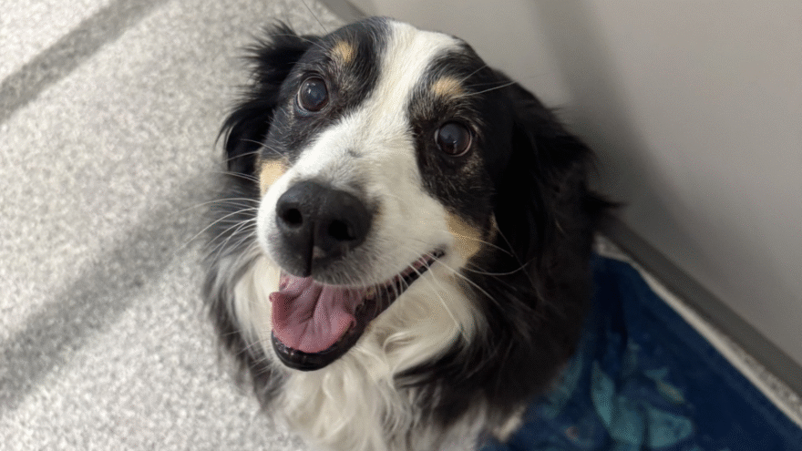 senior collie mix looking into camera