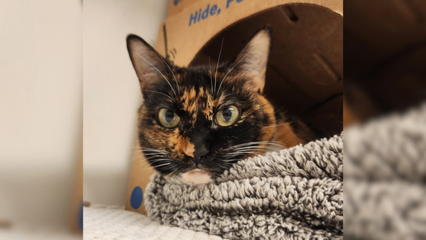 calico cat on blanket hiding in perch