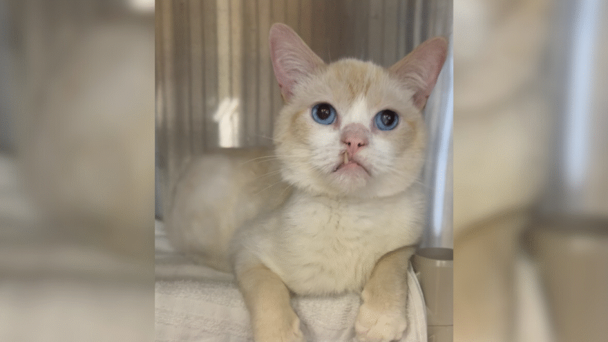 cream coloured cat with blue eyes and snaggle tooth