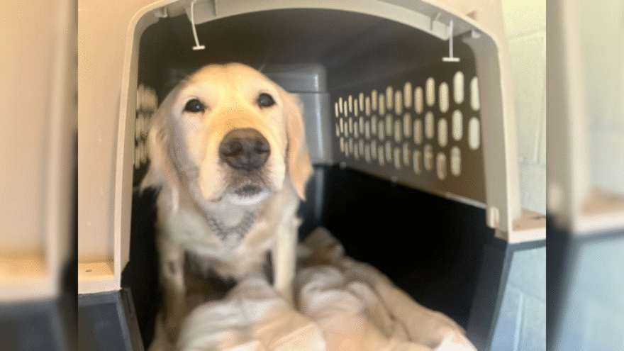 golden retriever poking head out of crate