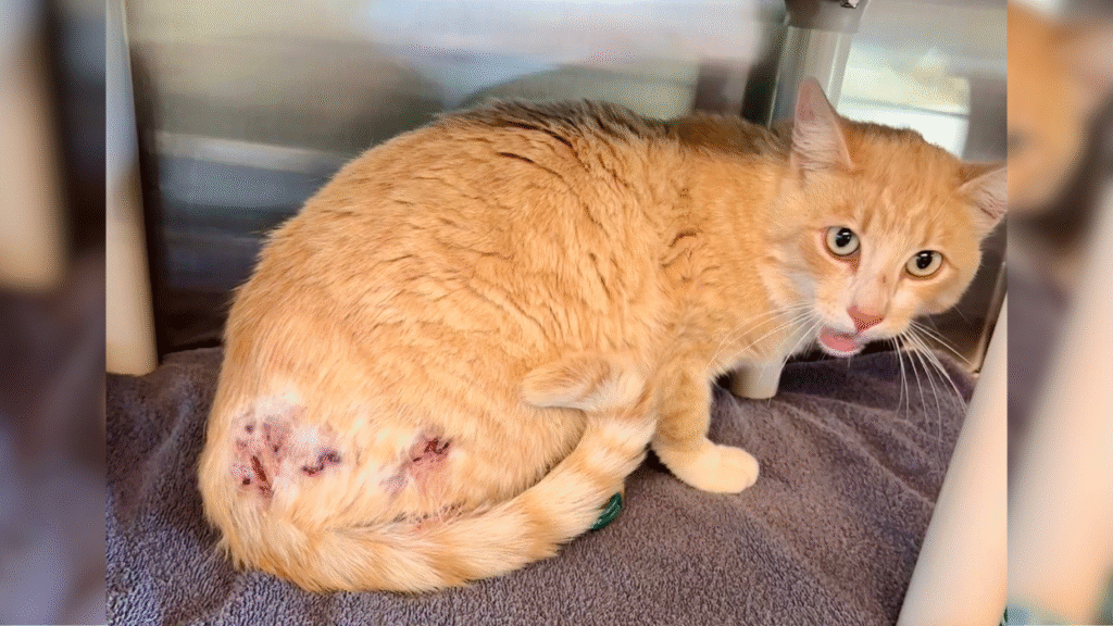 orange cat in kennel with wounds on rear end