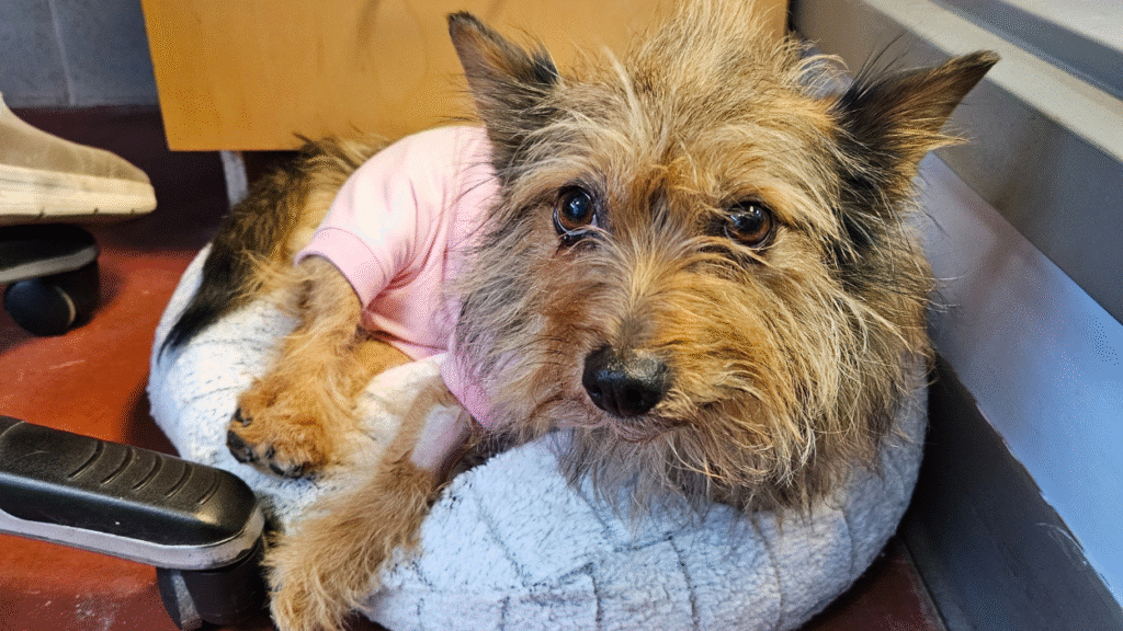 small brown dog in pink shirt on grey bed