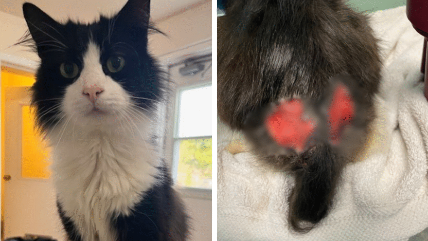 black and white cat with two large open wounds on rear end