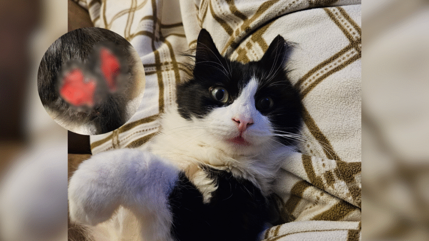 black and white long cat laying on their back