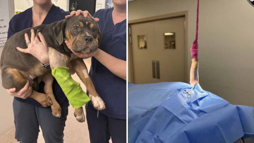 two pictures of a dog held by hospital staff and a dog on a hospital bed
