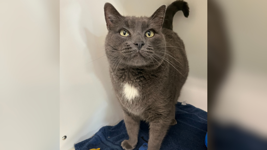 grey cat with white chest spot standing on a blue blanket