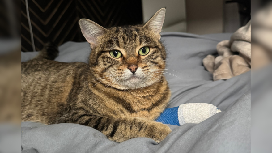 tabby cat wearing blue and white cast on front leg