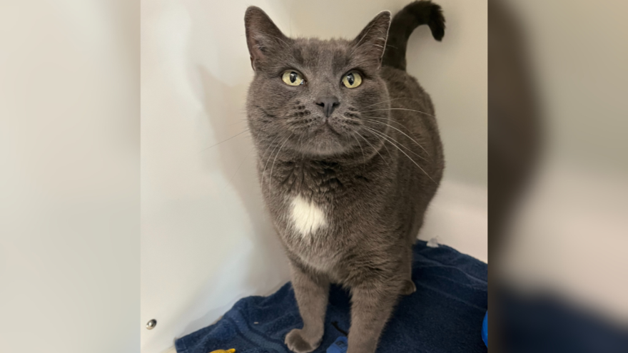 grey cat with white chest spot standing on a blue blanket