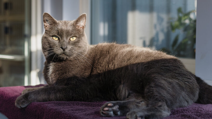 grey cat laying on purple blanket