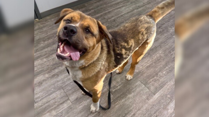large brown and tan dog standing with tongue out