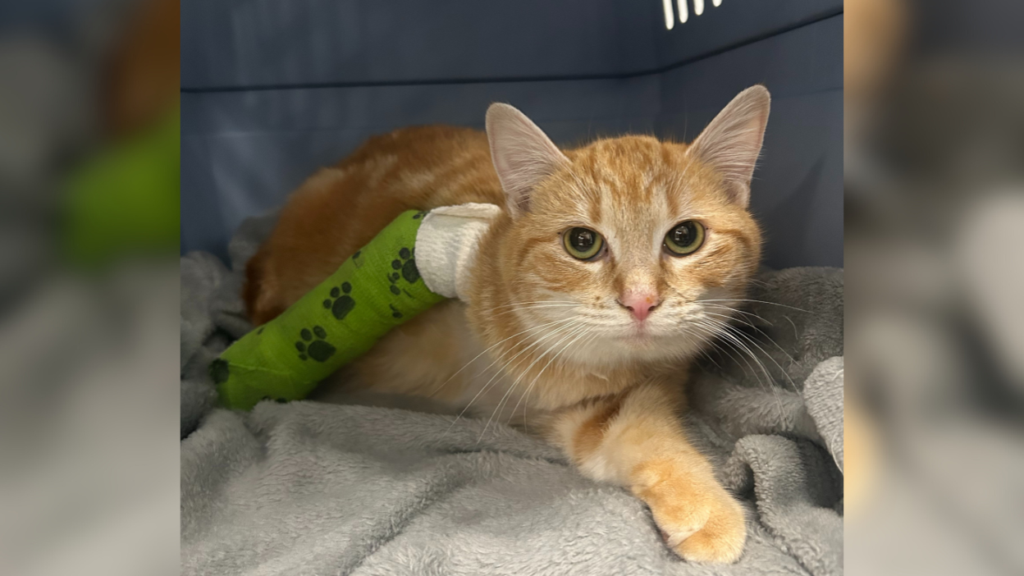 orange cat with a lime green cast on front leg laying in a blue crate