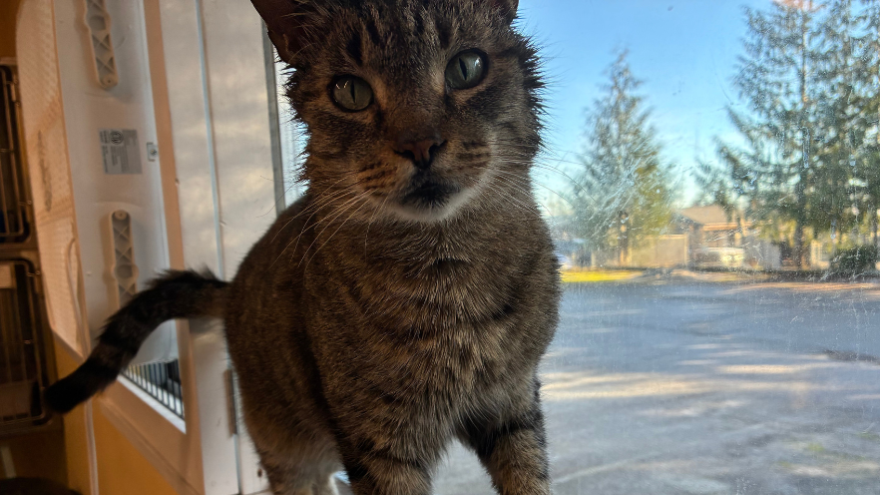 tabby cat standing on window sill