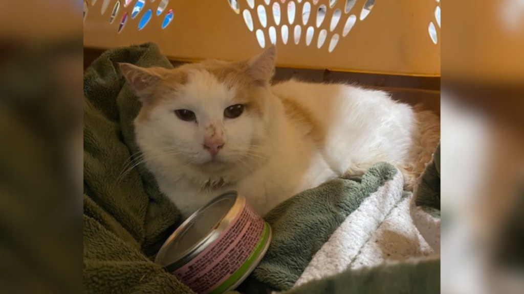 white and orange cat in a crate on a green towel