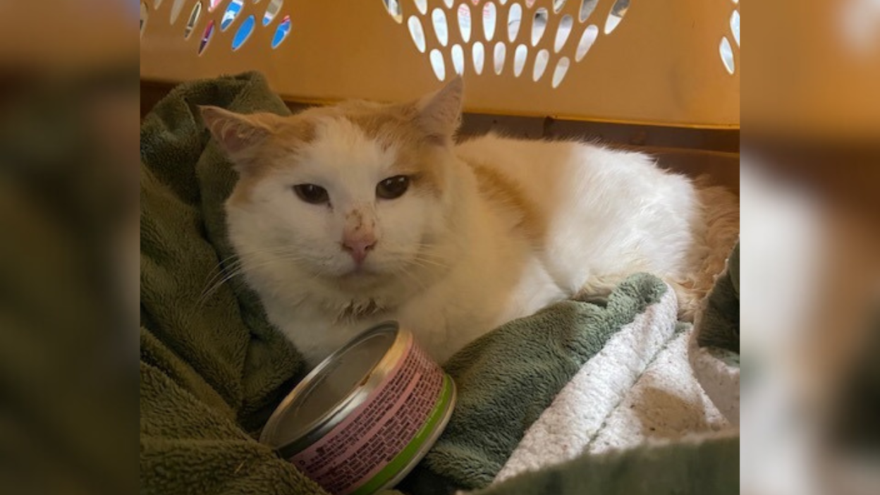 white and orange cat in a crate on a green towel