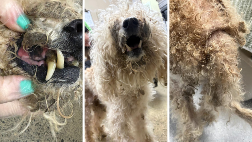 three images of a small matted poodle mix