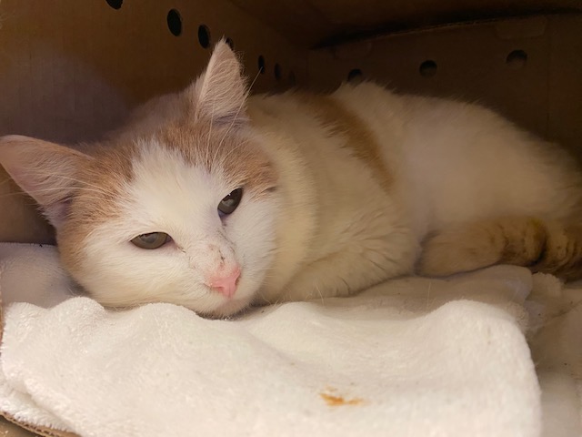 an orange and white cat laying on a white blanket